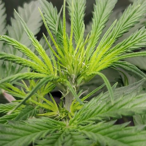 Pineapple Skunk growlog timeline photo