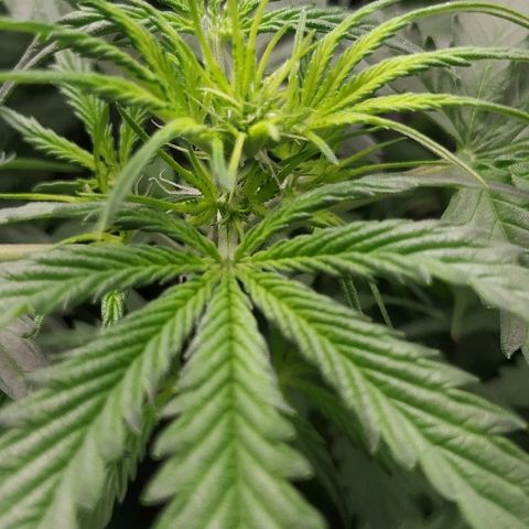 Pineapple Skunk growlog timeline photo