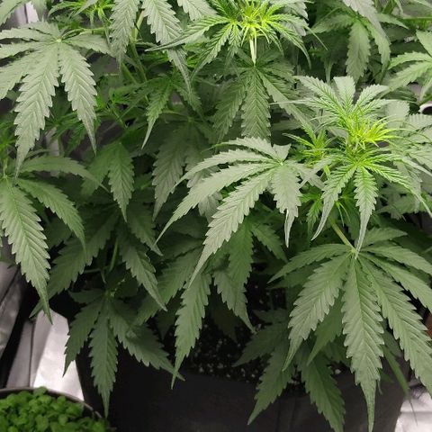 Pineapple Skunk growlog timeline photo