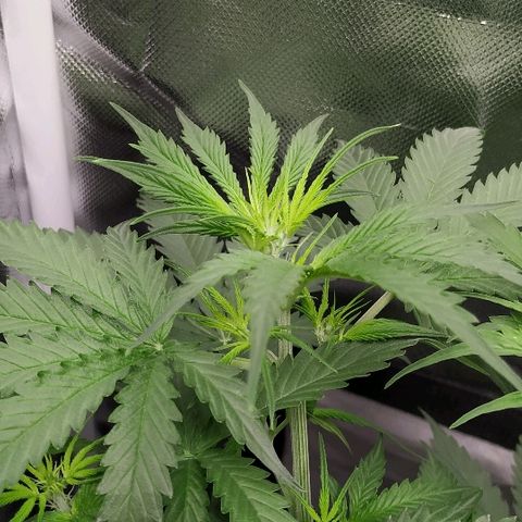 Pineapple Skunk growlog timeline photo