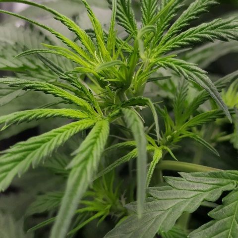 Pineapple Skunk growlog timeline photo