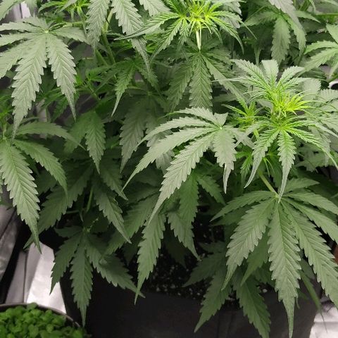 Pineapple Skunk growlog timeline photo