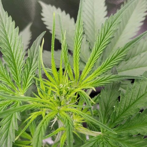 Pineapple Skunk growlog timeline photo