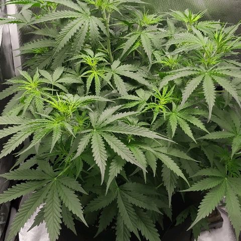 Pineapple Skunk growlog timeline photo