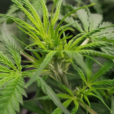 Pineapple Skunk growlog timeline photo