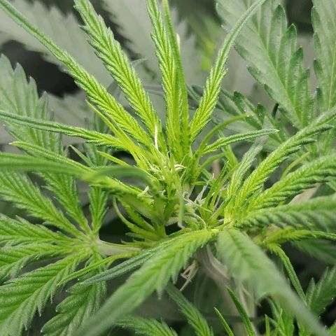 Pineapple Skunk growlog timeline photo