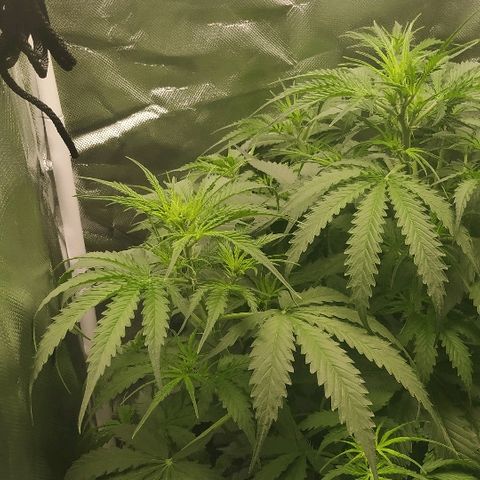Pineapple Skunk growlog timeline photo