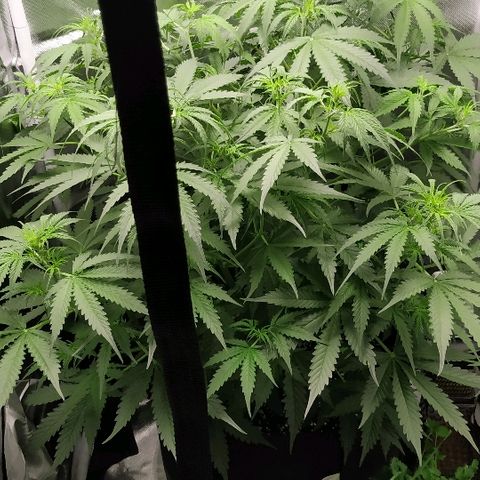 Pineapple Skunk growlog timeline photo
