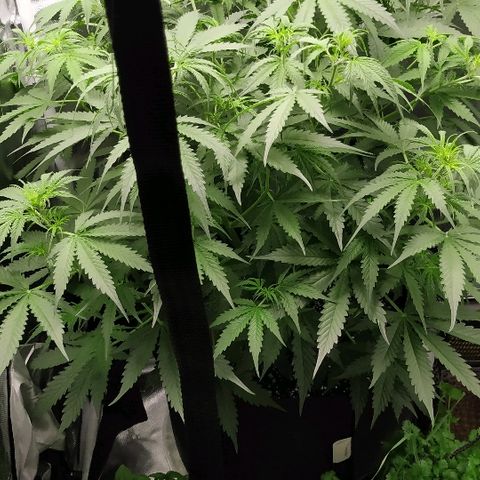 Pineapple Skunk growlog timeline photo