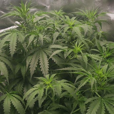 Pineapple Skunk growlog timeline photo