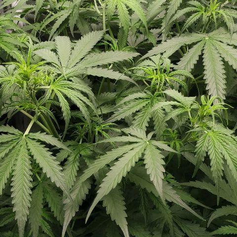 Pineapple Skunk growlog timeline photo