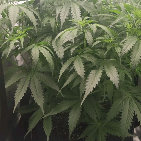 Pineapple Skunk growlog timeline photo