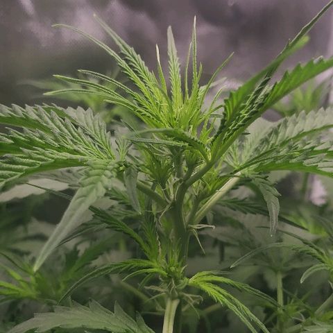 Pineapple Skunk growlog timeline photo