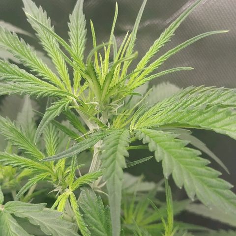 Pineapple Skunk growlog timeline photo