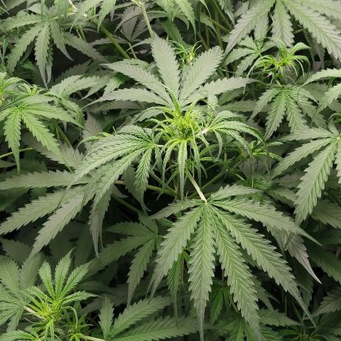 Pineapple Skunk growlog timeline photo