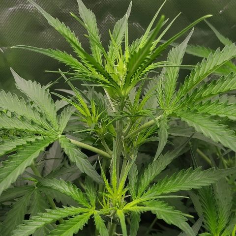 Pineapple Skunk growlog timeline photo