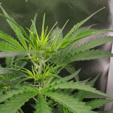Pineapple Skunk growlog timeline photo