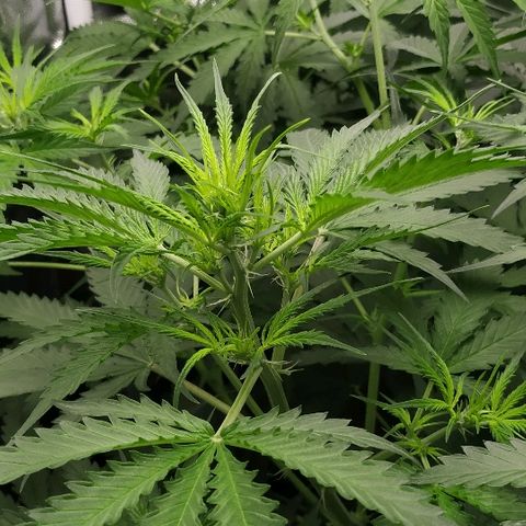 Pineapple Skunk growlog timeline photo