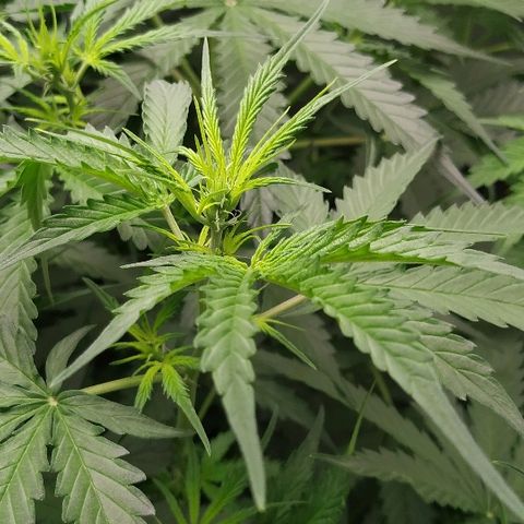 Pineapple Skunk growlog timeline photo