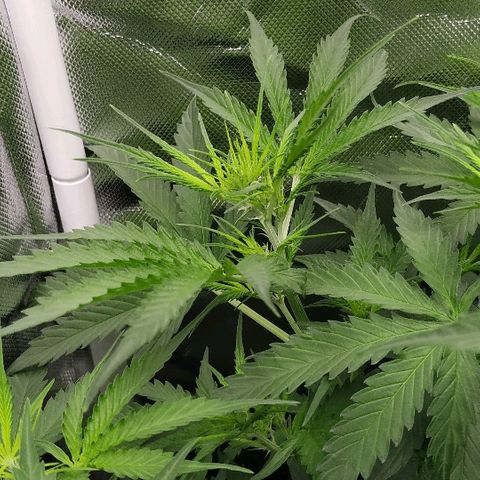 Pineapple Skunk growlog timeline photo