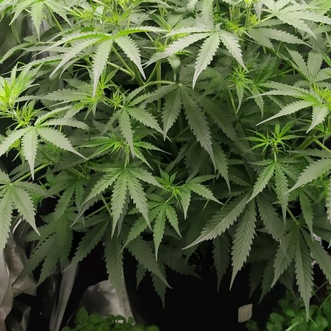 Pineapple Skunk growlog timeline photo