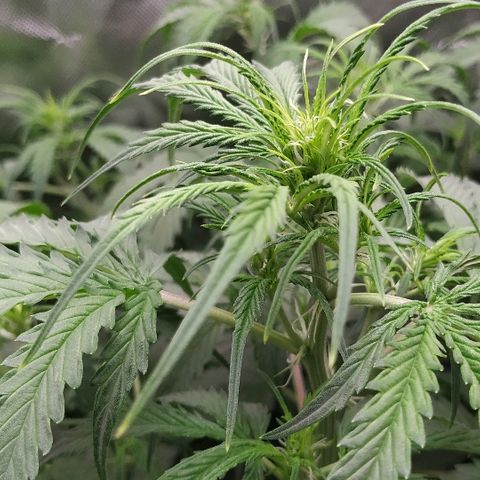 Pineapple Skunk growlog timeline photo