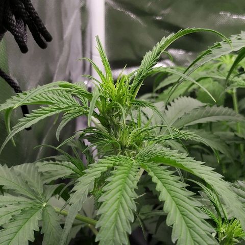 Pineapple Skunk growlog timeline photo