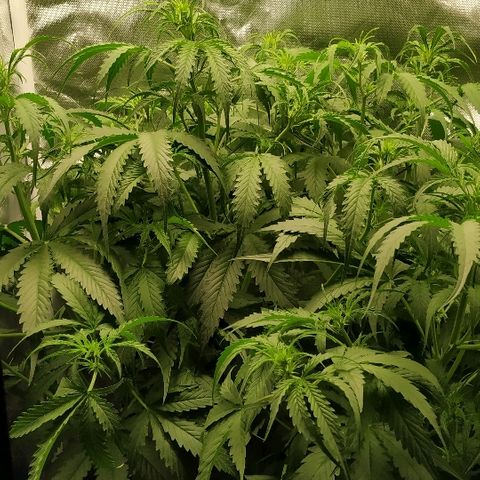 Pineapple Skunk growlog timeline photo