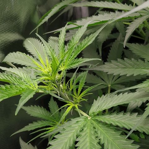 Pineapple Skunk growlog timeline photo