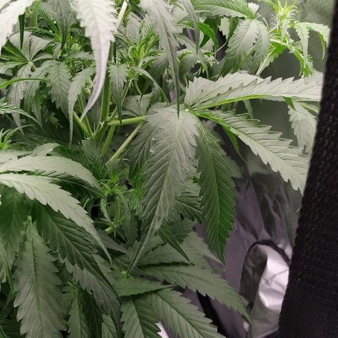 Pineapple Skunk growlog timeline photo