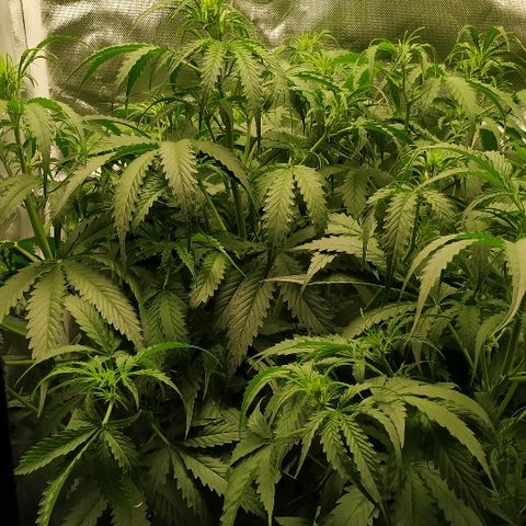 Pineapple Skunk growlog timeline photo