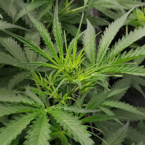 Pineapple Skunk growlog timeline photo