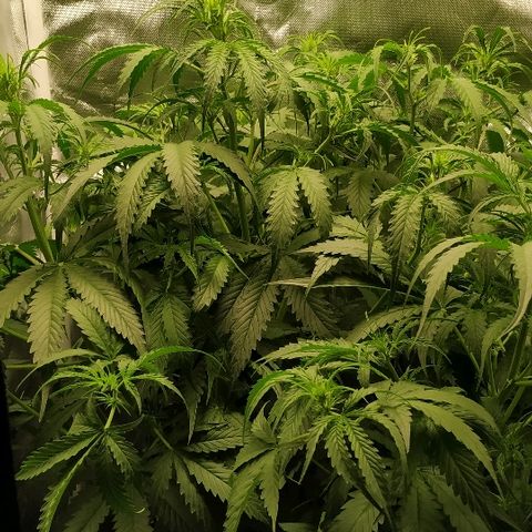 Pineapple Skunk growlog timeline photo