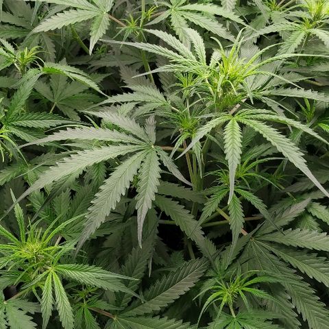 Pineapple Skunk growlog timeline photo