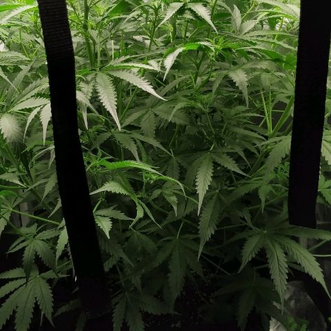 Pineapple Skunk growlog timeline photo