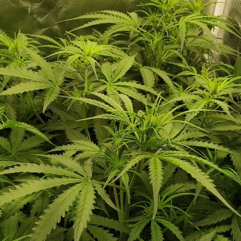 Pineapple Skunk growlog timeline photo