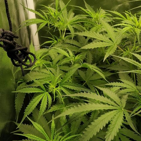 Pineapple Skunk growlog timeline photo