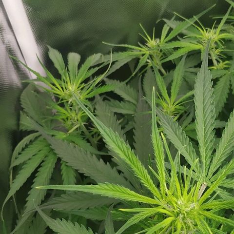 Pineapple Skunk growlog timeline photo