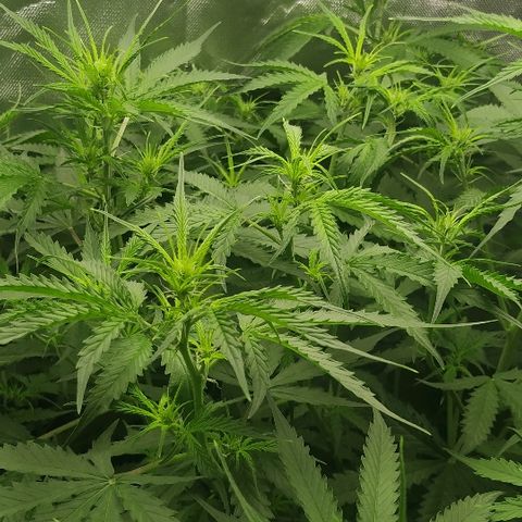 Pineapple Skunk growlog timeline photo