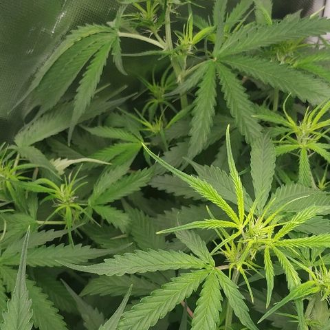 Pineapple Skunk growlog timeline photo