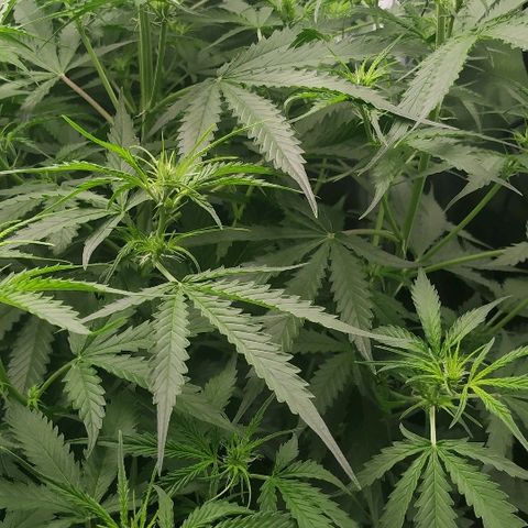 Pineapple Skunk growlog timeline photo