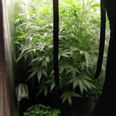 Pineapple Skunk growlog timeline photo