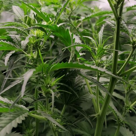 Pineapple Skunk growlog timeline photo