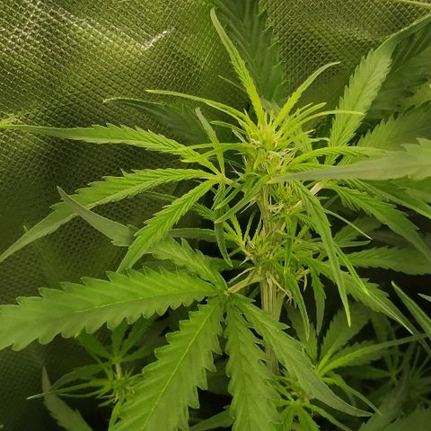 Pineapple Skunk growlog timeline photo
