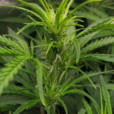 Pineapple Skunk growlog timeline photo