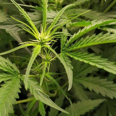 Pineapple Skunk growlog timeline photo
