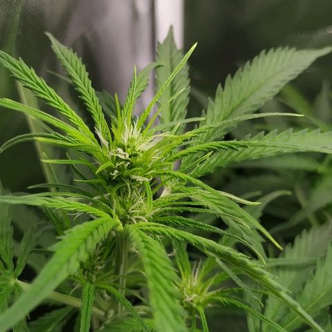 Pineapple Skunk growlog timeline photo