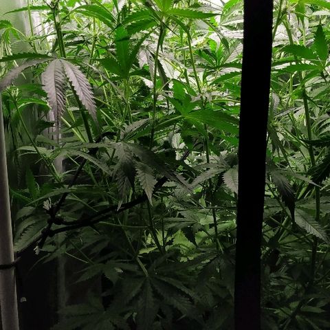 Pineapple Skunk growlog timeline photo