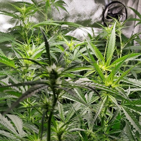 Pineapple Skunk growlog timeline photo