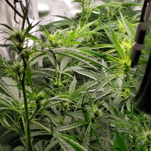 Pineapple Skunk growlog timeline photo